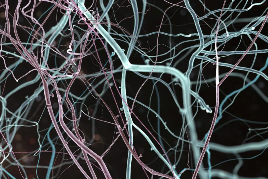Neurons