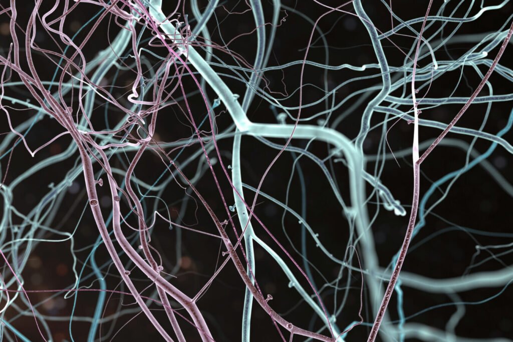 Neurons